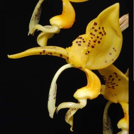 Stanhopea jenischiana