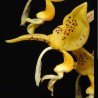 Stanhopea jenischiana