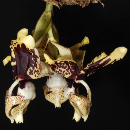 Stanhopea tigrina