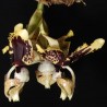 Stanhopea tigrina