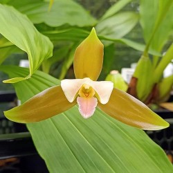 Lycaste x niesseniae
