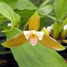 Lycaste x niesseniae
