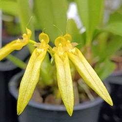 Bulbophyllum peudopicturatum f. album