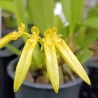 Bulbophyllum peudopicturatum f. album