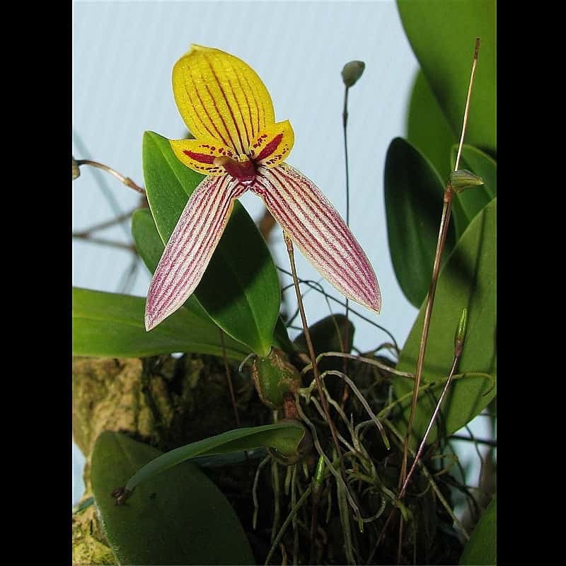 Bulbophyllum bolsteri