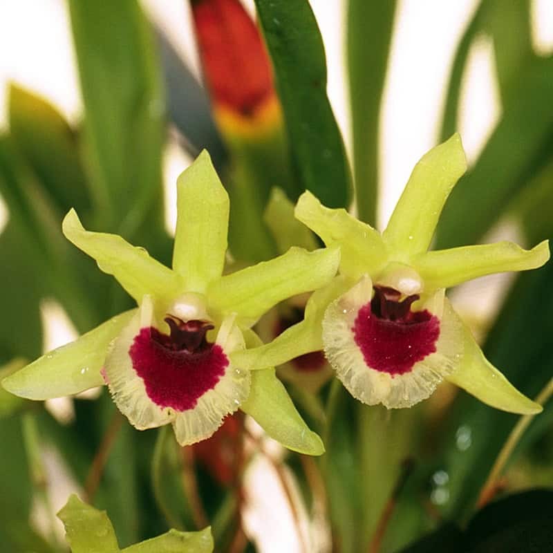Kefersteinia vasquezii