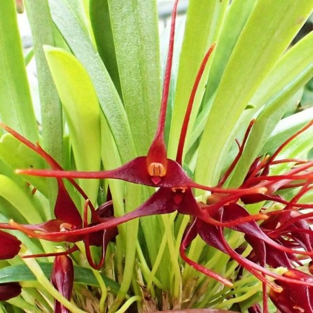 Masdevallia herradurae