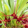 Masdevallia herradurae