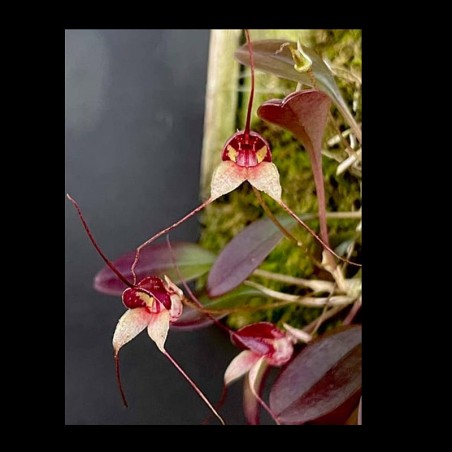 Masdevallia nidifica 'Alexandra'