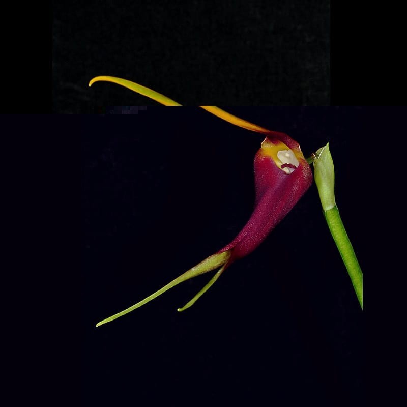 Masdevallia impostor