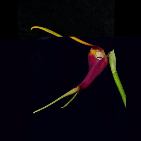Masdevallia impostor