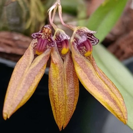 Bulbophyllum farreri