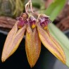 Bulbophyllum farreri