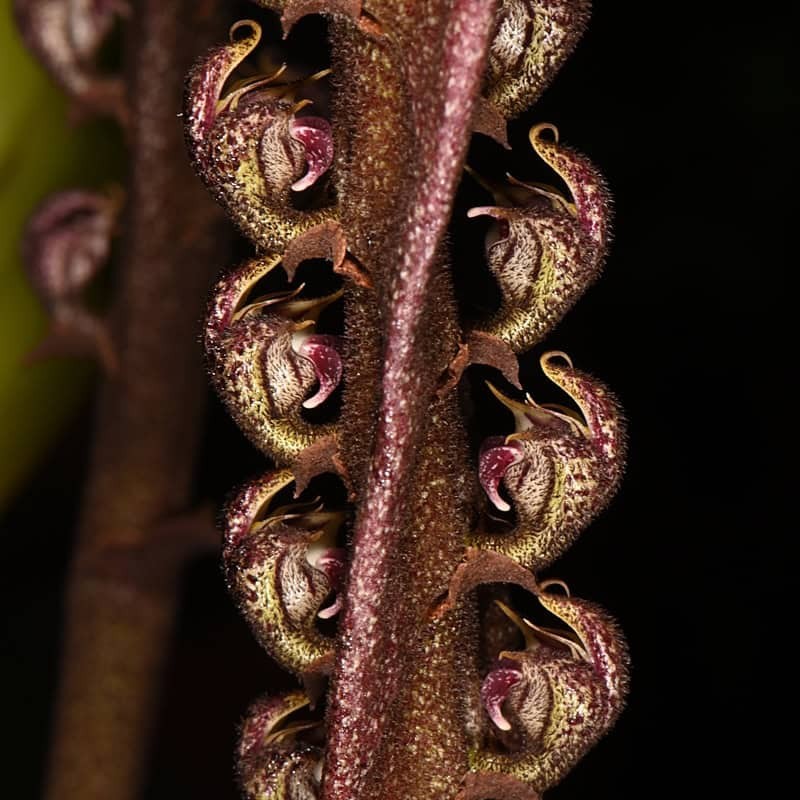 Bulbophyllum purpureorhachis