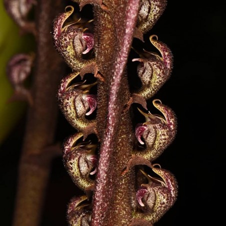 Bulbophyllum purpureorhachis