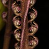 Bulbophyllum purpureorhachis