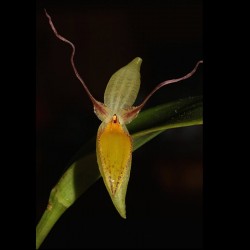 Pleurothallis nuda