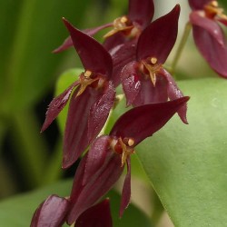 Pleurothallis rowleei