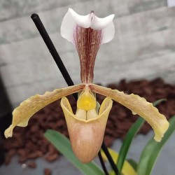 Paphiopedilum gratrixianum x barbigerum