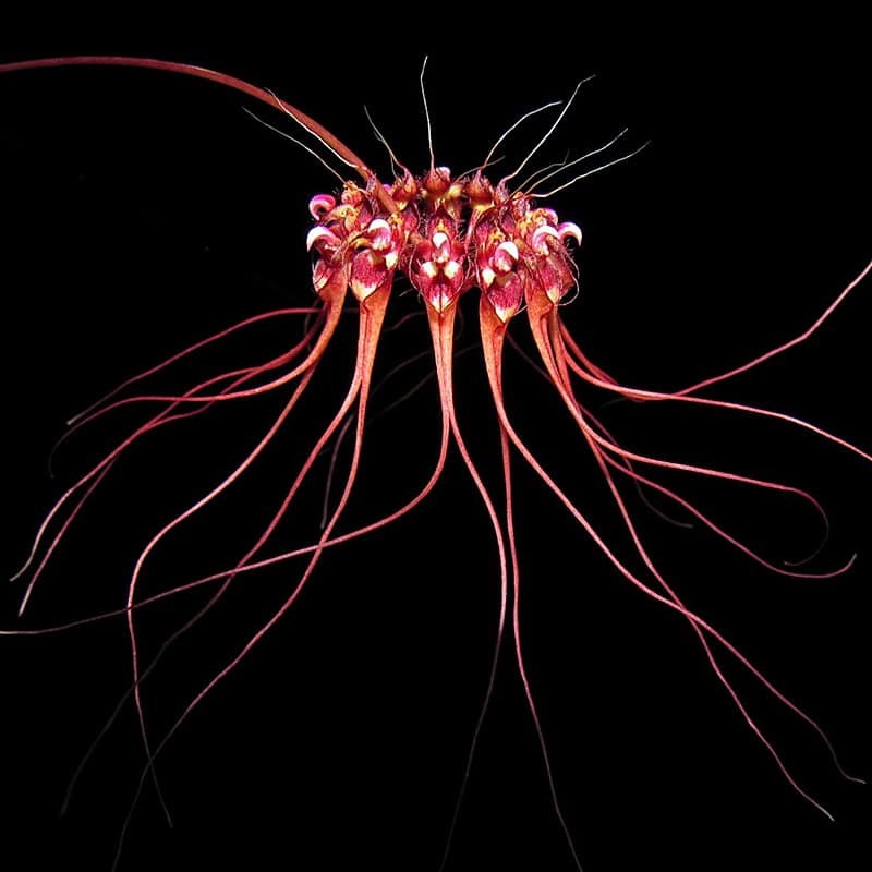 Bulbophyllum gracillimum