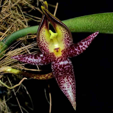 Bulbophyllum macranthum
