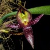 Bulbophyllum macranthum