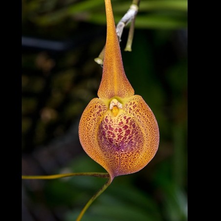 Masdevallia princeps