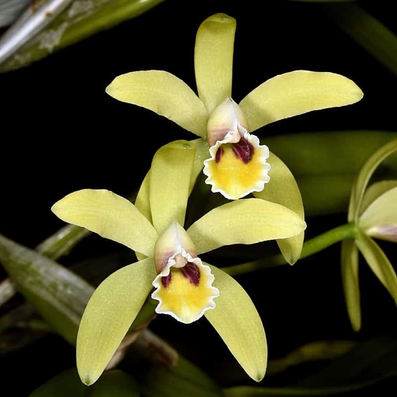 Cattleya luteola