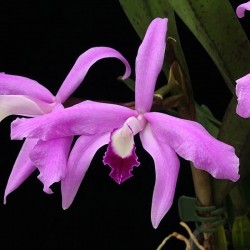 Cattleya perrinii