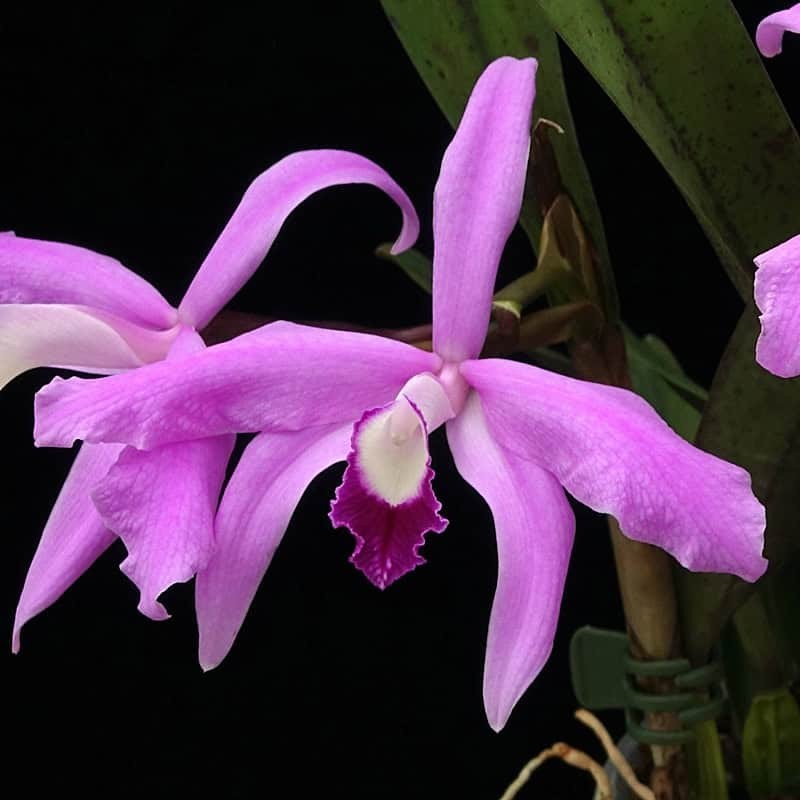 Cattleya perrinii