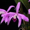 Cattleya perrinii