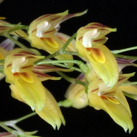 Specklinia grobyi