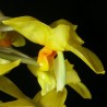 Stanhopea graveolens