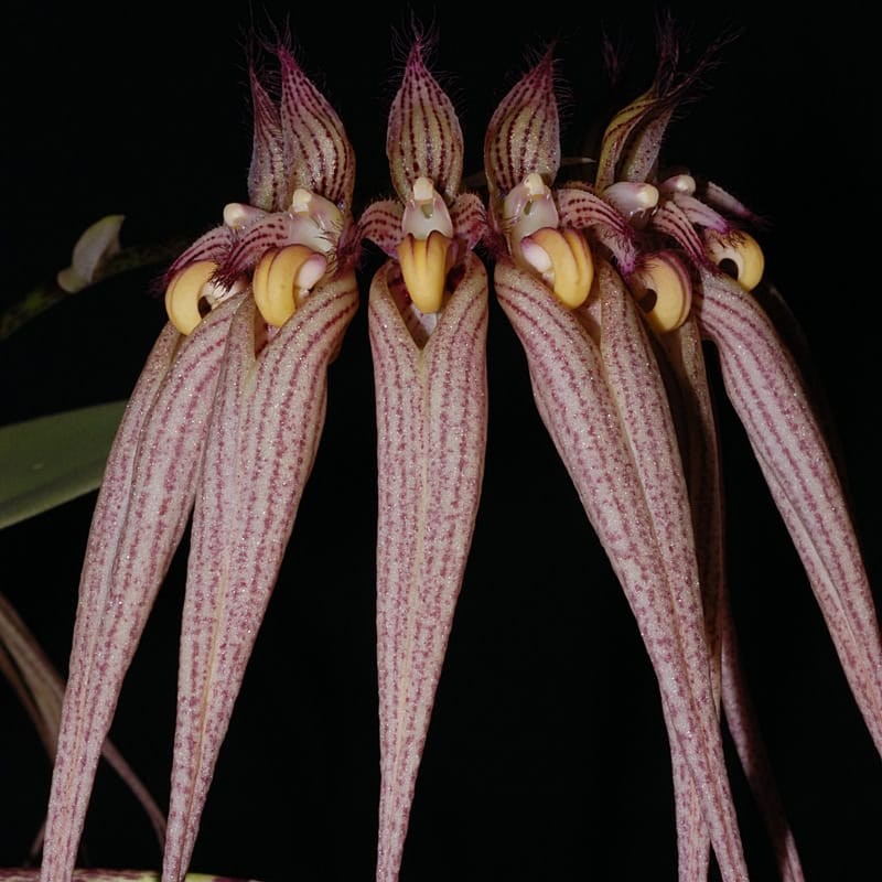 Bulbophyllum Louis Sander