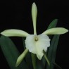Rhyncholaelia glauca