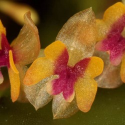 Lepanthes mariposa