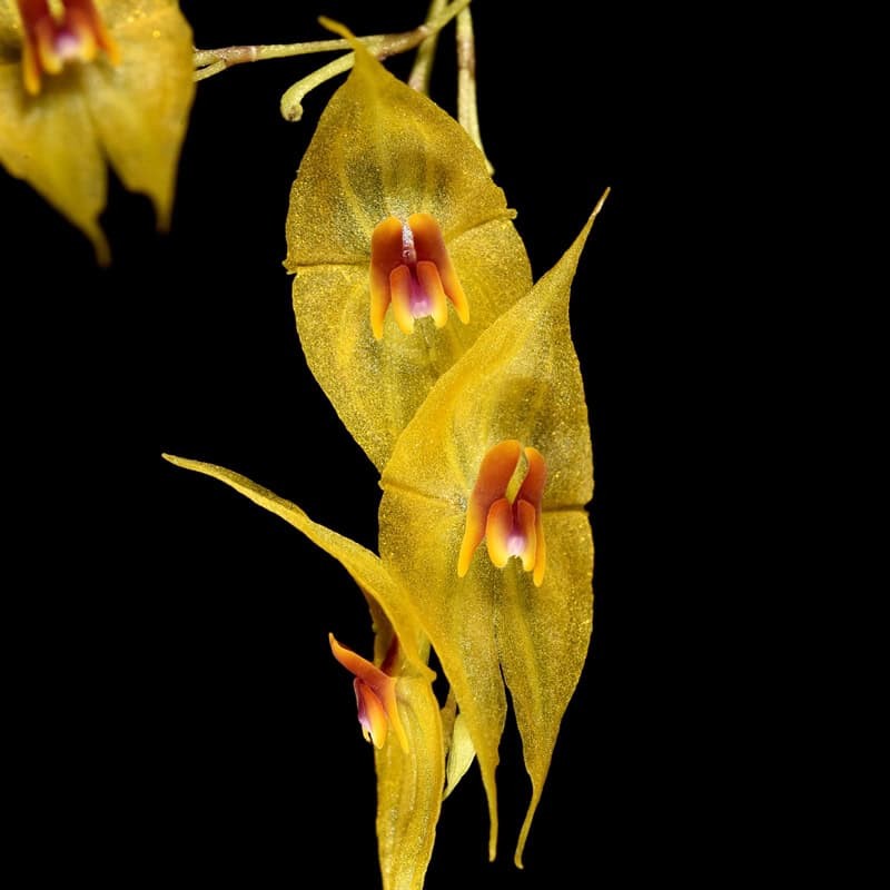 Lepanthes guatemalensis