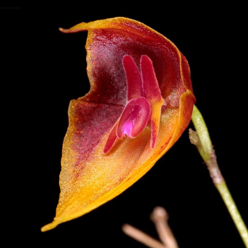 Lepanthes tenuiloba
