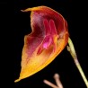 Lepanthes tenuiloba