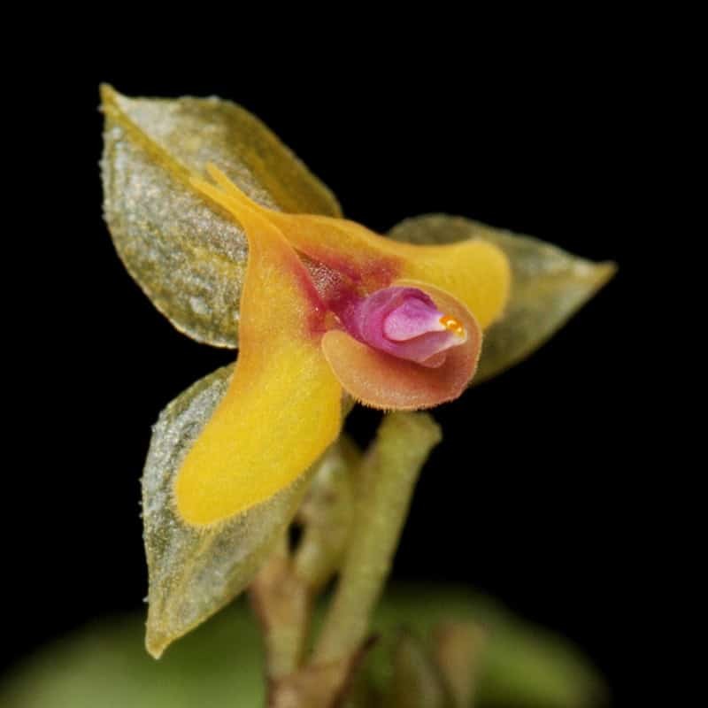 Lepanthes volador