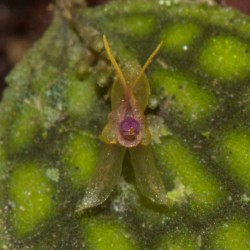 Lepanthes tortuosa