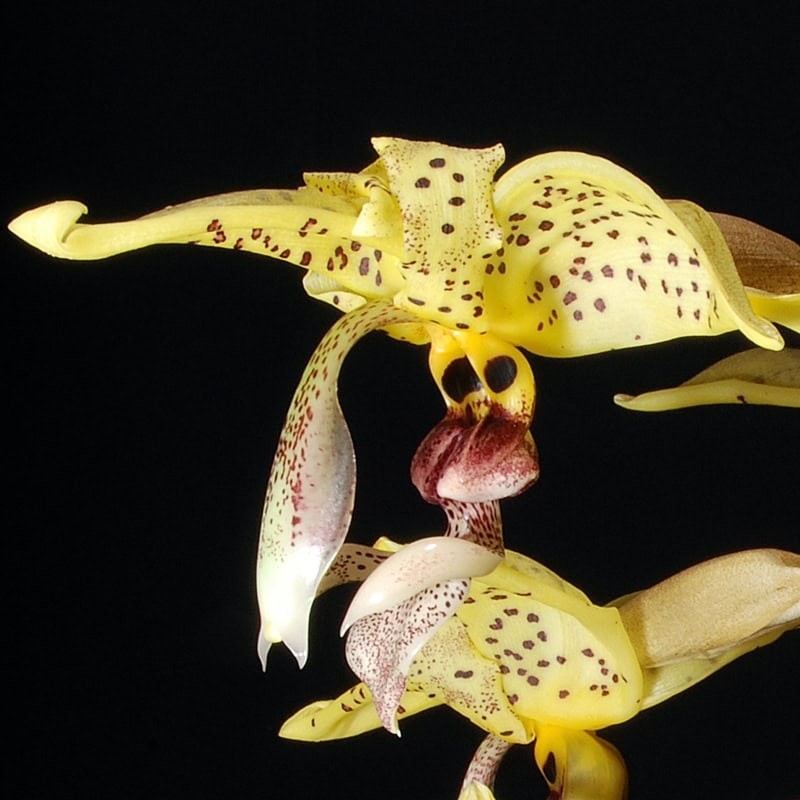 Stanhopea costaricensis
