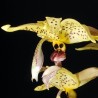 Stanhopea costaricensis