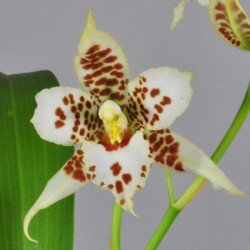 Rhynchostele Nurelias (AOP*)