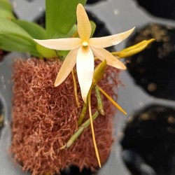 Aerangis seegeri x fastuosa