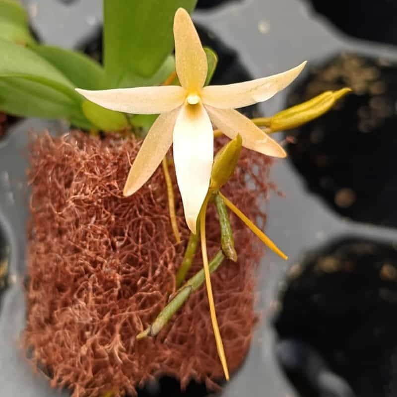 Aerangis seegeri x fastuosa