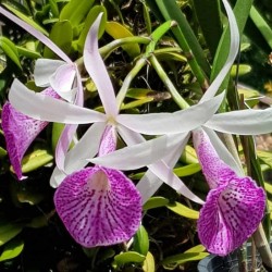 Brassocattleya YU Toung Star 'No. 1'