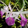 Brassocattleya YU Toung Star 'No. 1'