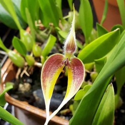 Bulbophyllum maxillare