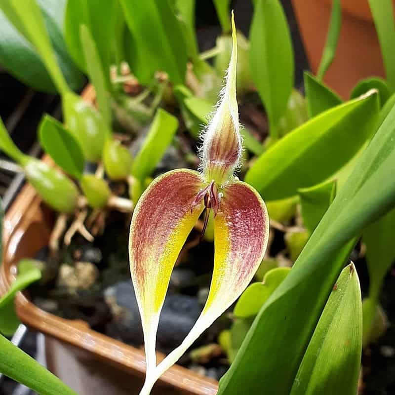 Bulbophyllum maxillare